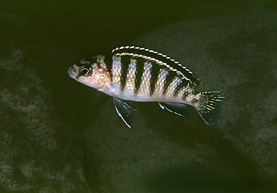 Gephyrochromis sp. 'zebroides' Gome